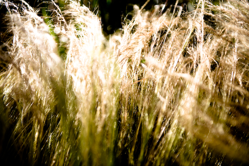 goldgrass.jpg